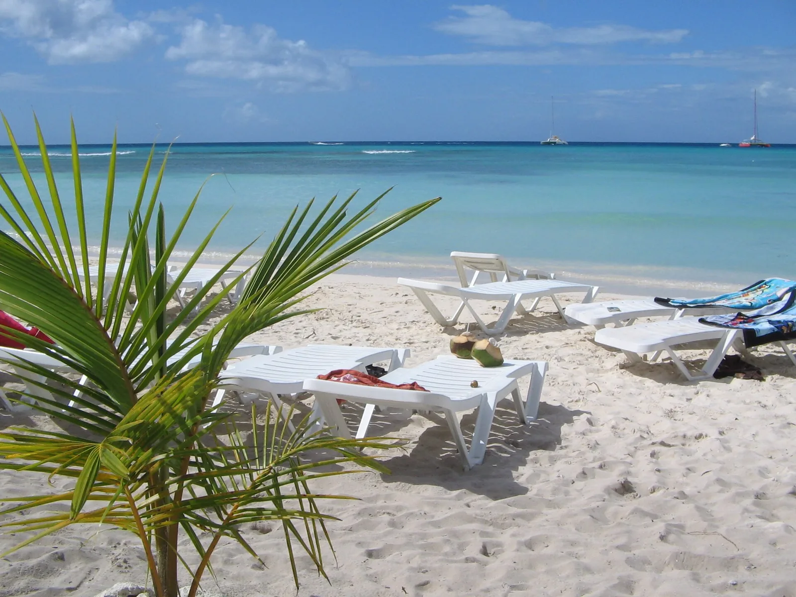 Sun loungers and a young palm on a white beach on Saona Island