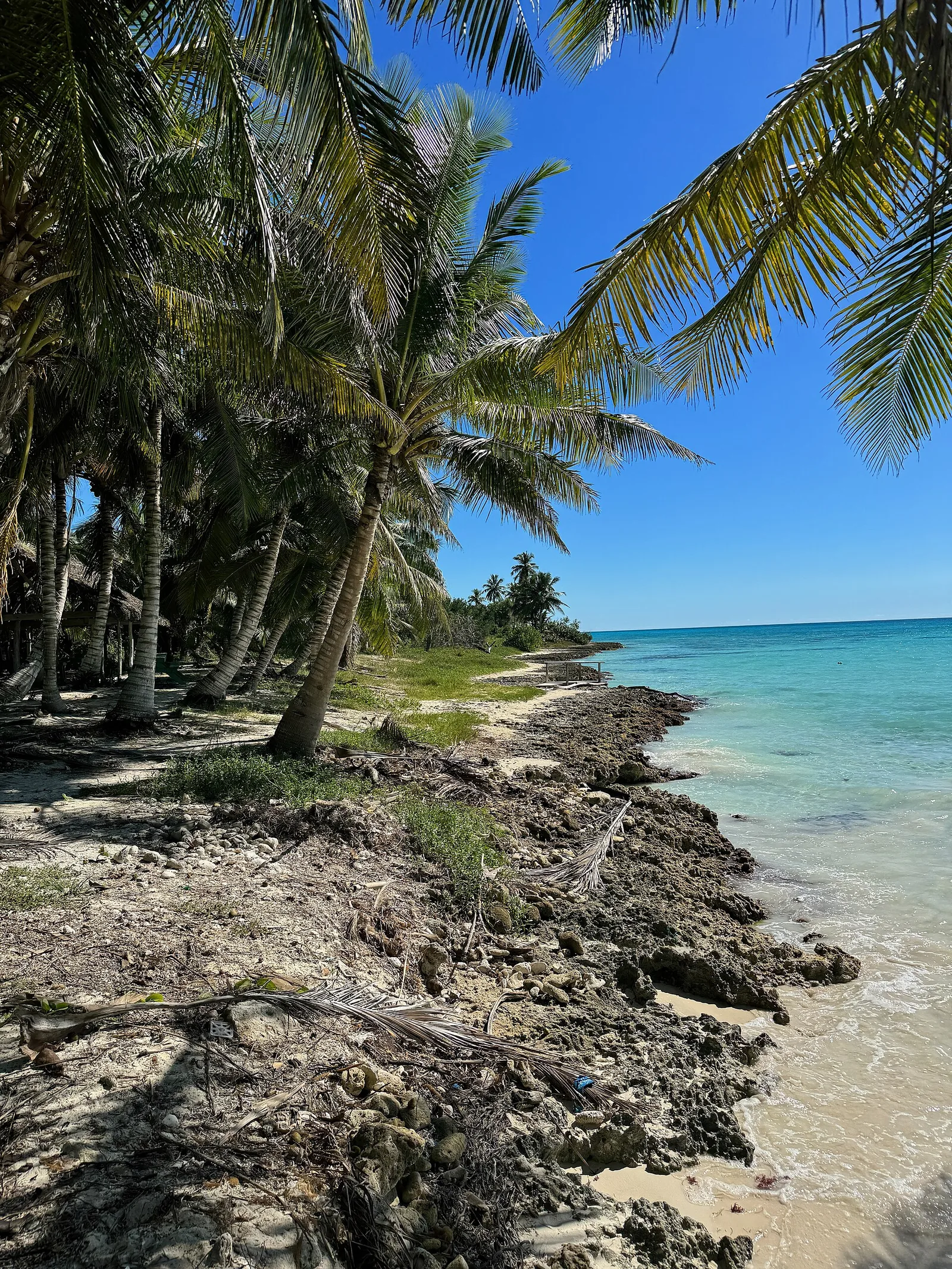 Palms over turquoise water on the shore of Saona Island